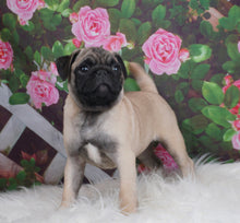 Load image into Gallery viewer, Cute Puppy - Pug