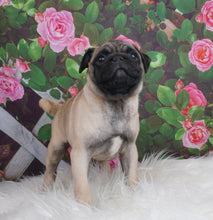 Load image into Gallery viewer, Cute Puppy - Pug