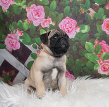 Load image into Gallery viewer, Cute Puppy - Pug